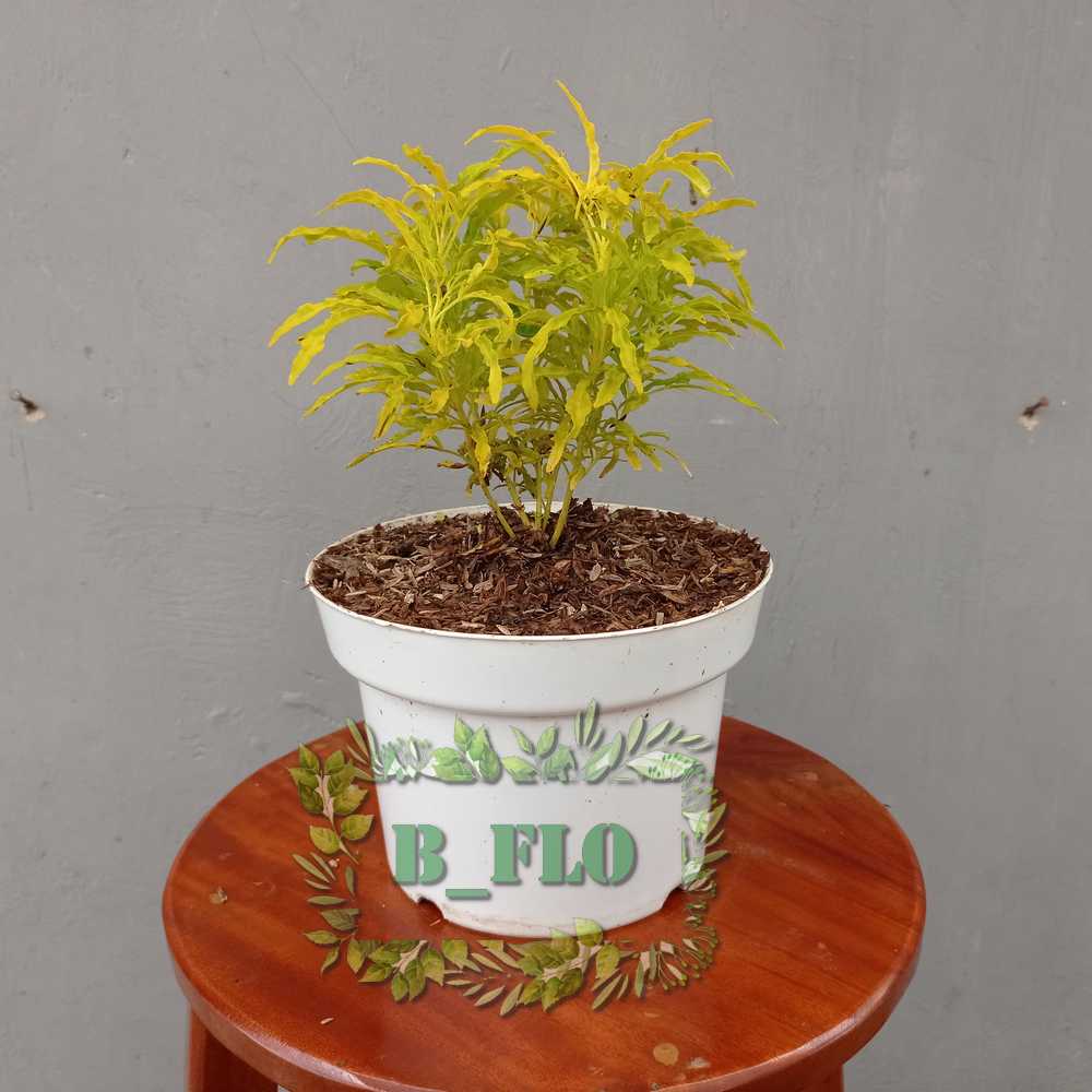 Brokoli Kuning - tanaman hias taman dan pot - TANAMAN HIDUP TAHAN PANAS