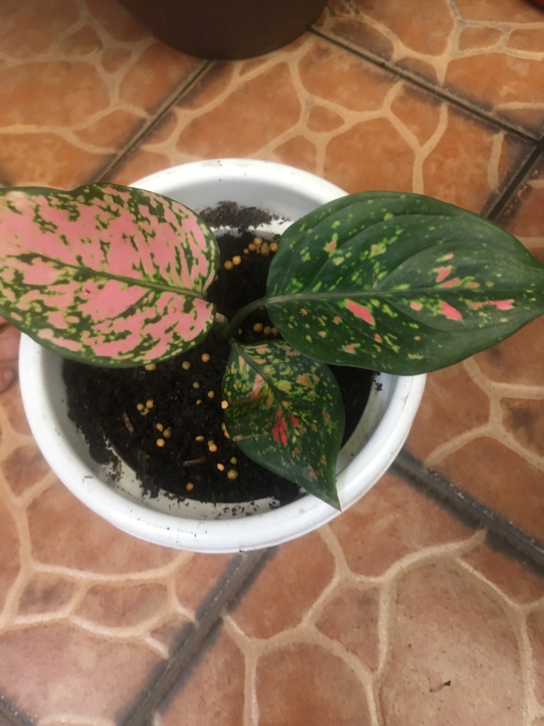 Aglonema Super Kocin Pink Import