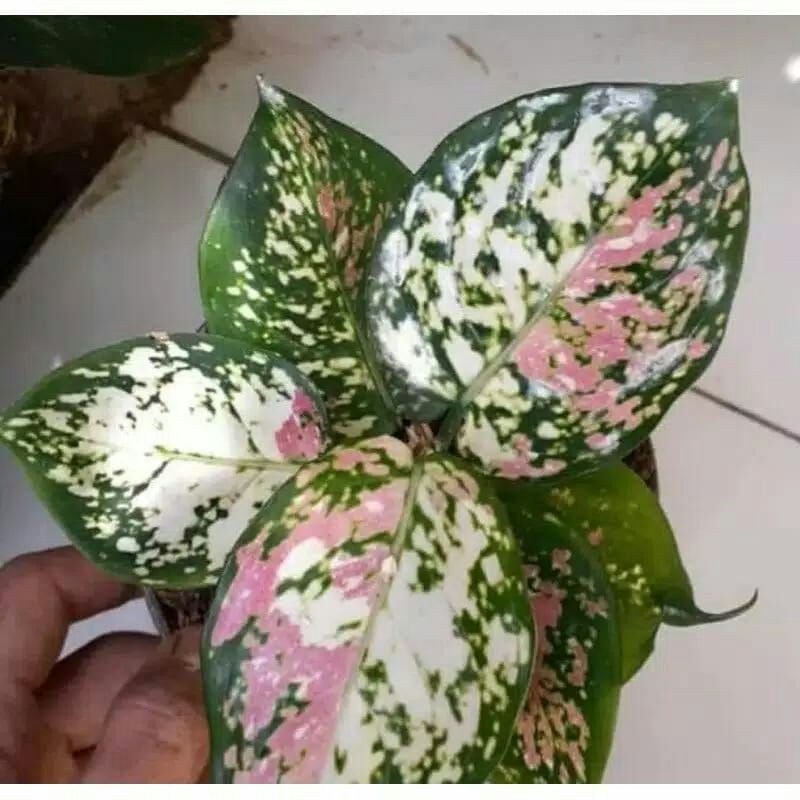 promo bonggol aglonema tricolor