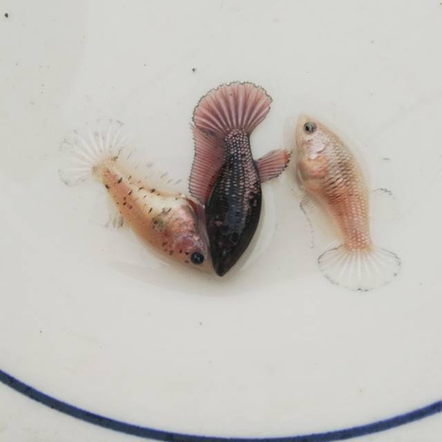 Female hmpk sni ekor lebar