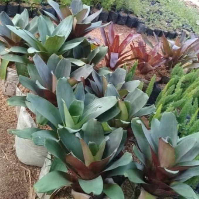 Pohon Bromelia Giant Tanaman Hias Bromelia Giant / jayen