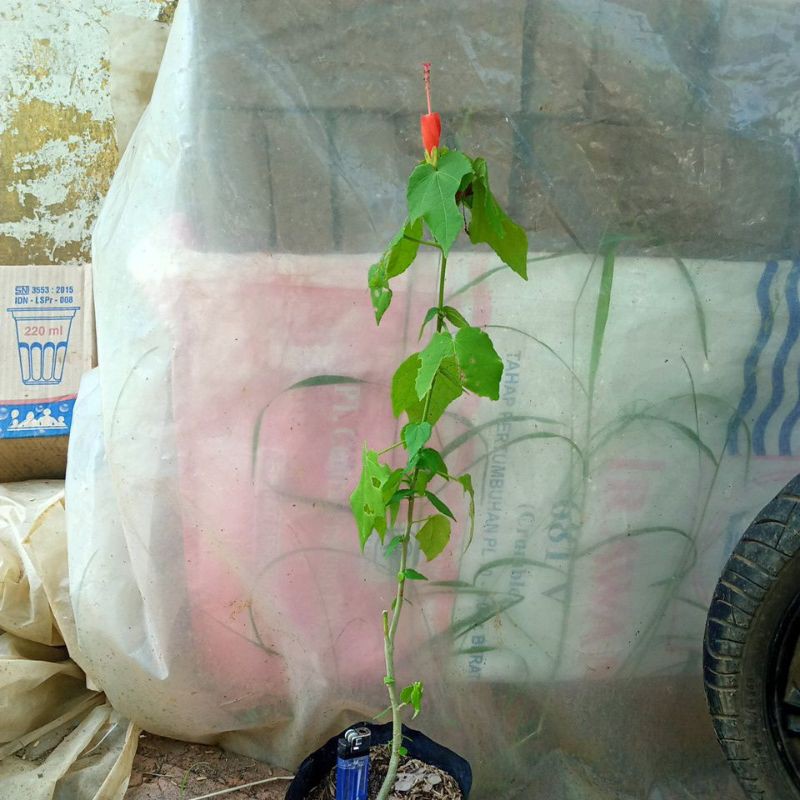 Bibit bunga sepatu mikro