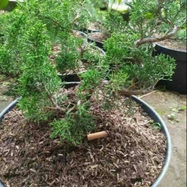 Tanaman hias bonsai sargenti