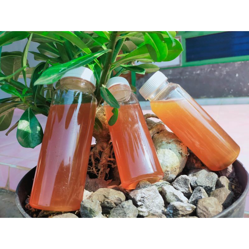 

Madu Tawon Lanceng/ Kelulut