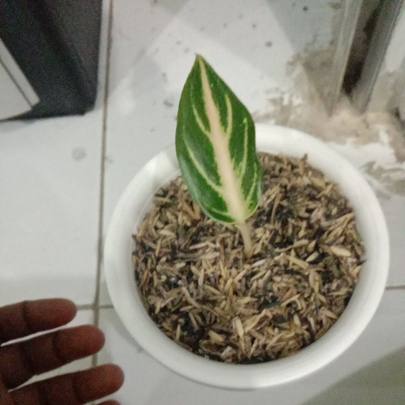 aglo pink sunset baby