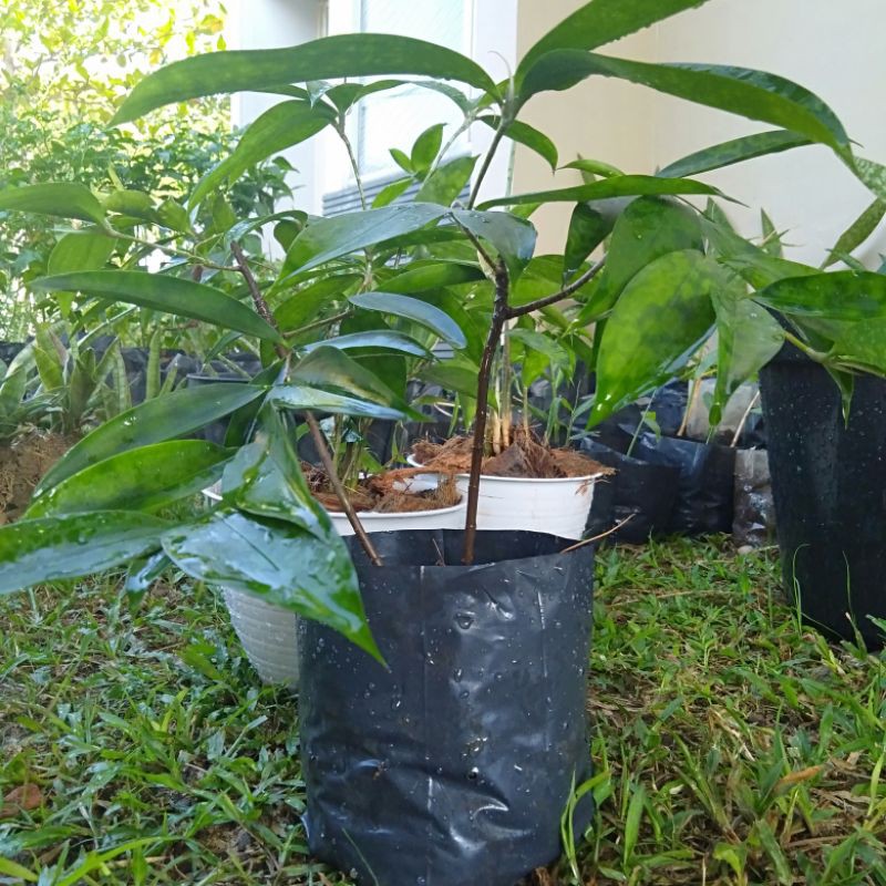 Tanaman Hias Bambu Jepang Dracena