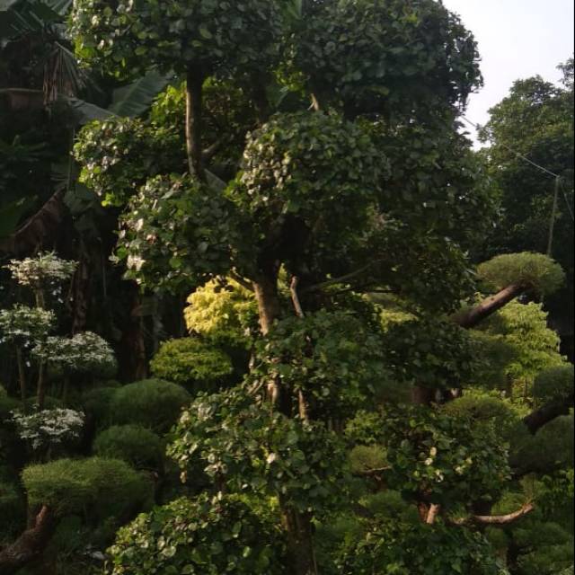 Pohon bonsai serut tinggi 3,5 meter (sp)