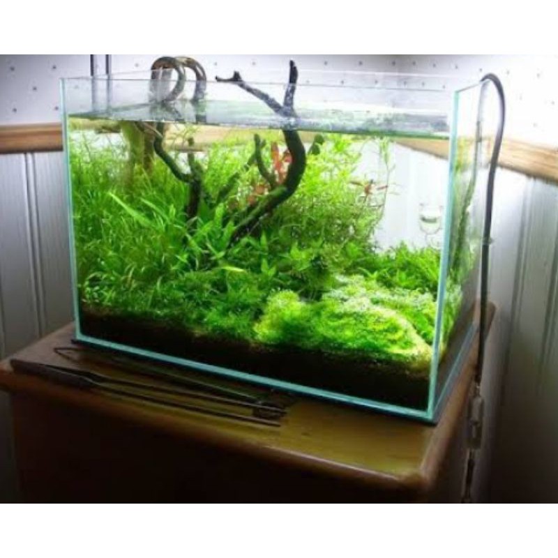 Best Seller Aquarium Soliter Ikan Cupang / Ikan Hias Kecilnya Murah  Uk 30x15x30 ABWXxAtZNjx8k