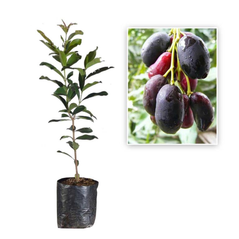 bibit buah jamblang/juwet
