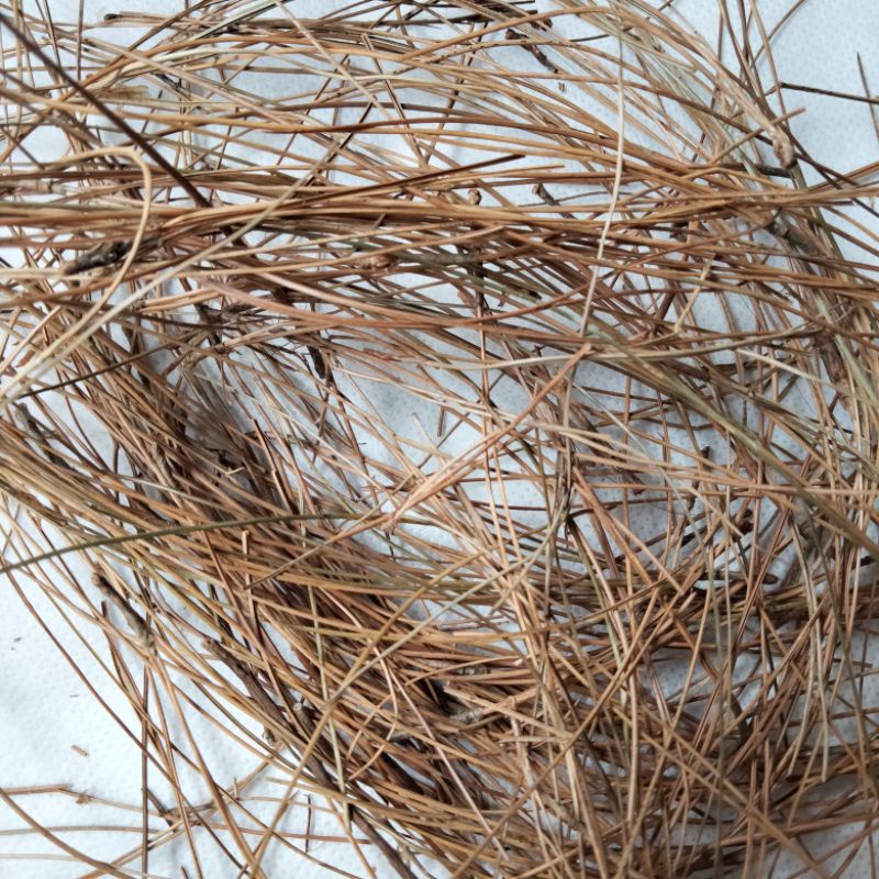 daun pinus kering, / daun pinus kering natural / daun kering / sarang burung murai