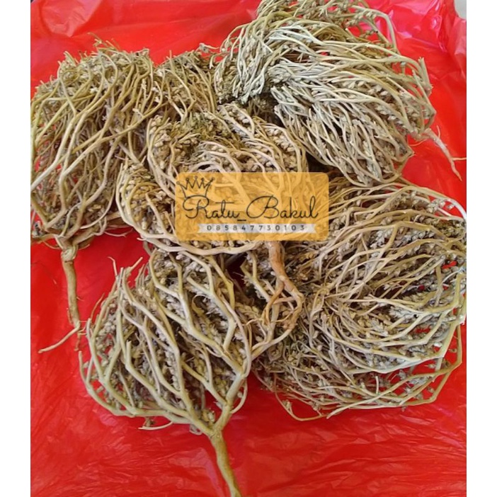 

rumput fatimah original kaff maryam fatimah asli