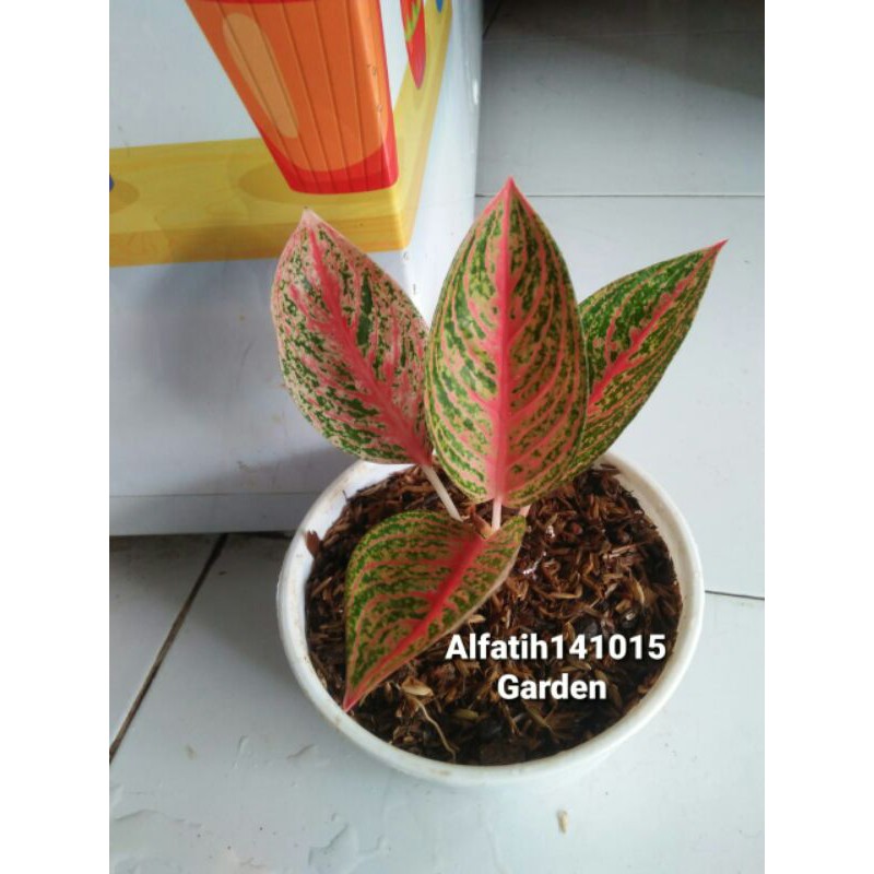 Tanaman Hias Aglonema Widuri-aglonema widuri-pohon aglonema widuri-promo aglonema widuri-hias widuri