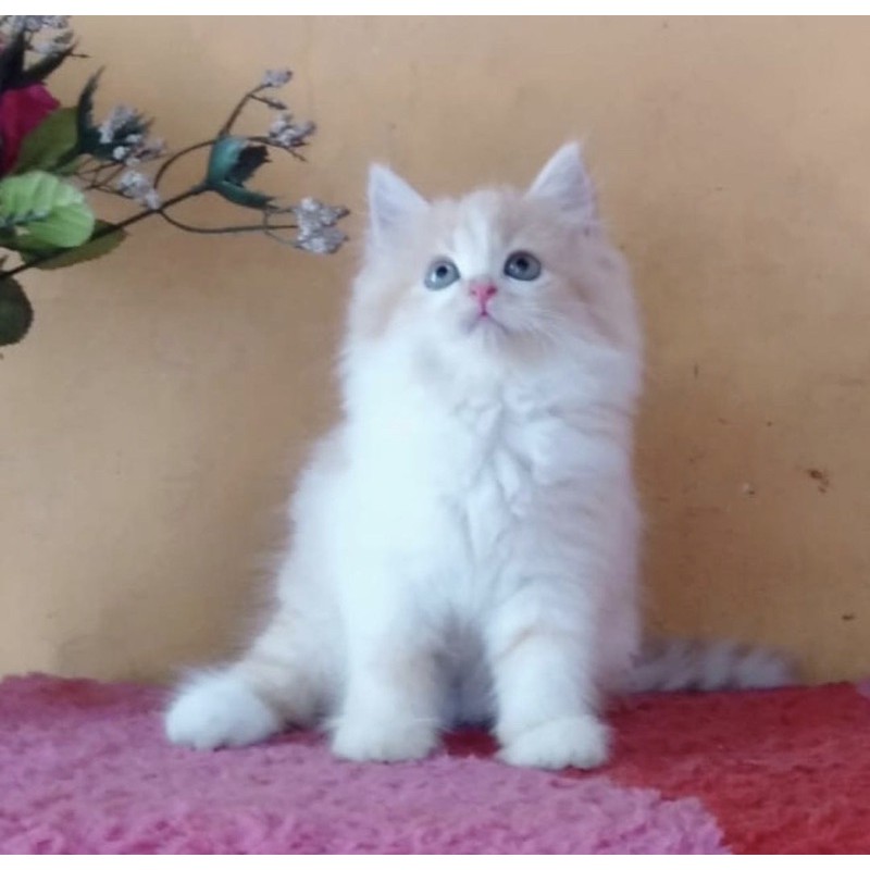 kucing persia kitten mainchoon ragdoll peaknose bengal munckhin british