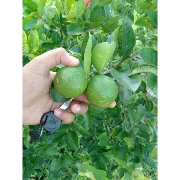 

JerukNipis/Pecel