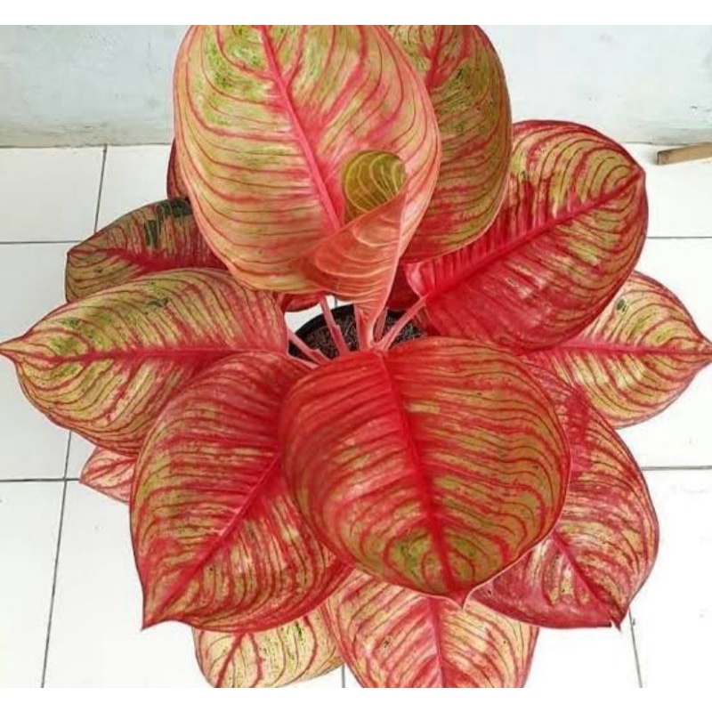 aglonema dewi huges merah