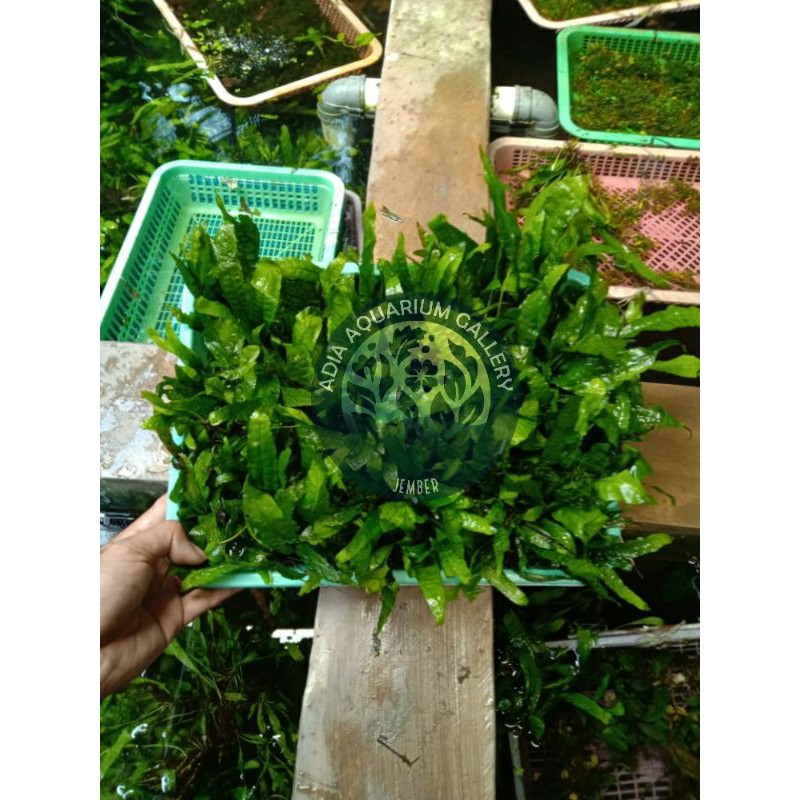 kadaka java fern aquascape akuarium paket nampan 30 x 20cm murah size s / kecil