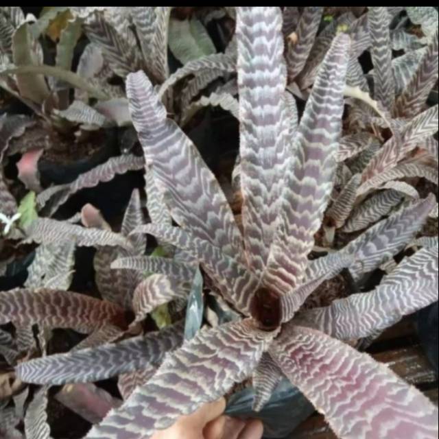 Tanaman hias Bromelia Tokek - Bromelia