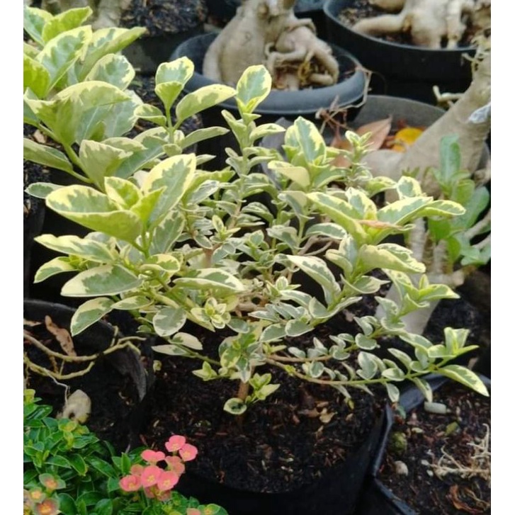 sancang golden variegata