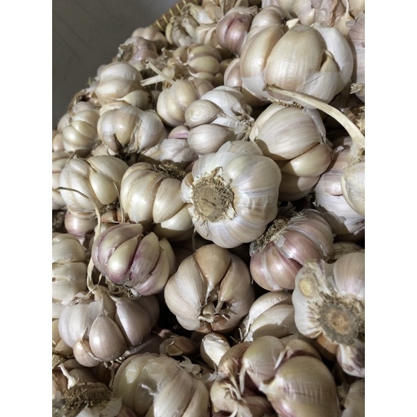 

BAWANG PUTIH HONAN