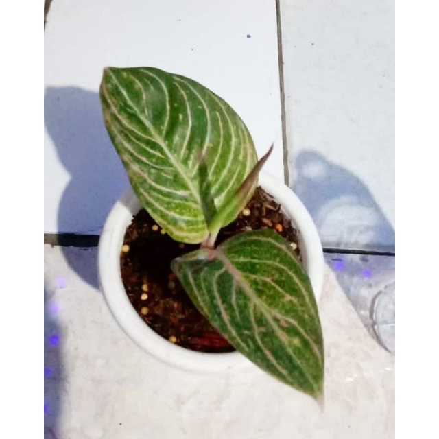 Aglonema Baby Asri Merah Nempel bonggol