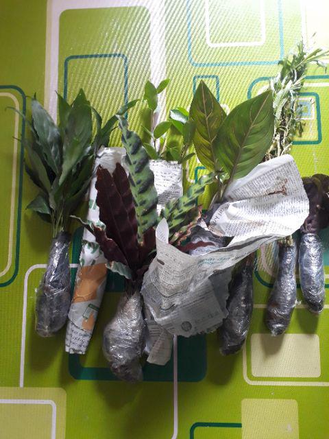 New Produck!! Tanaman Hias Calathea Sepat - Kalatea Sepat - Clathea Sepat