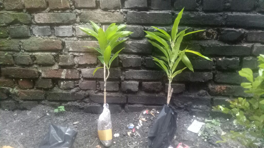 Bibit Anggur Brazil