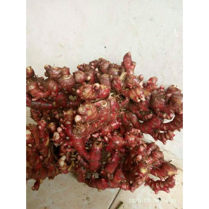 

jahe merah