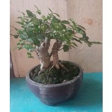 Bonsai Mame Serut