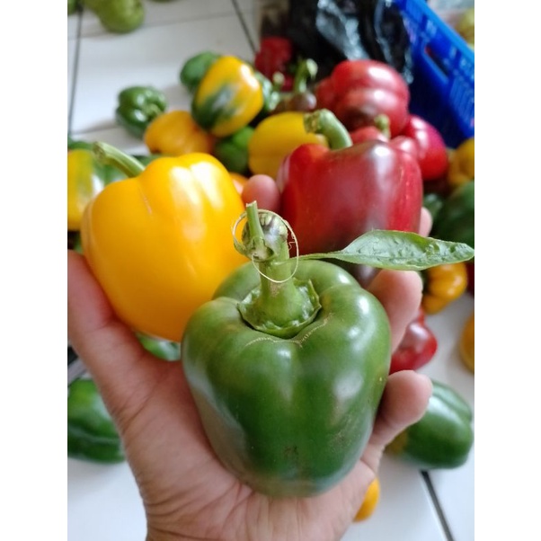 

paprika segar 1kg