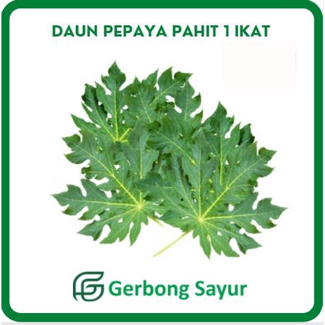 

Daun Pepaya Pahit Segar per ikat