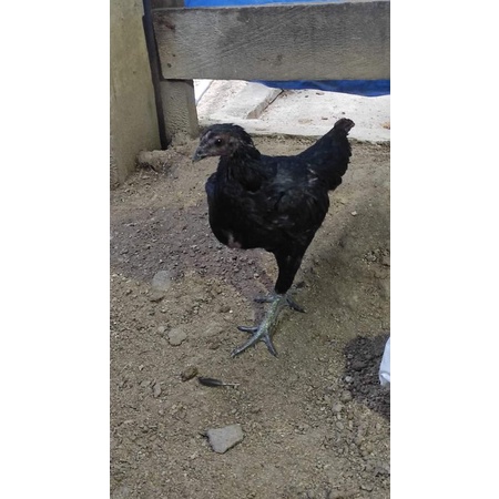 

Telur fertil ayam biang pure Ganoi original terlaris