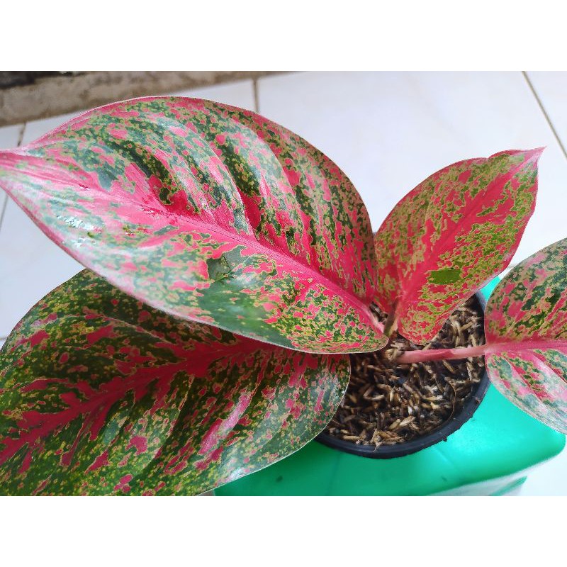 Aglonema Red Stardust Daun Jumbo
