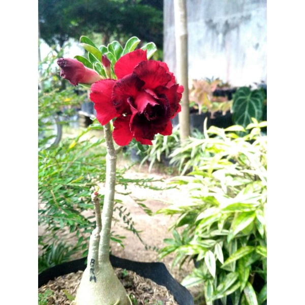 Bibit bunga kamboja merah marun