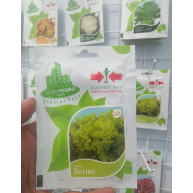 Benih Selada Hijau Kriting Karina