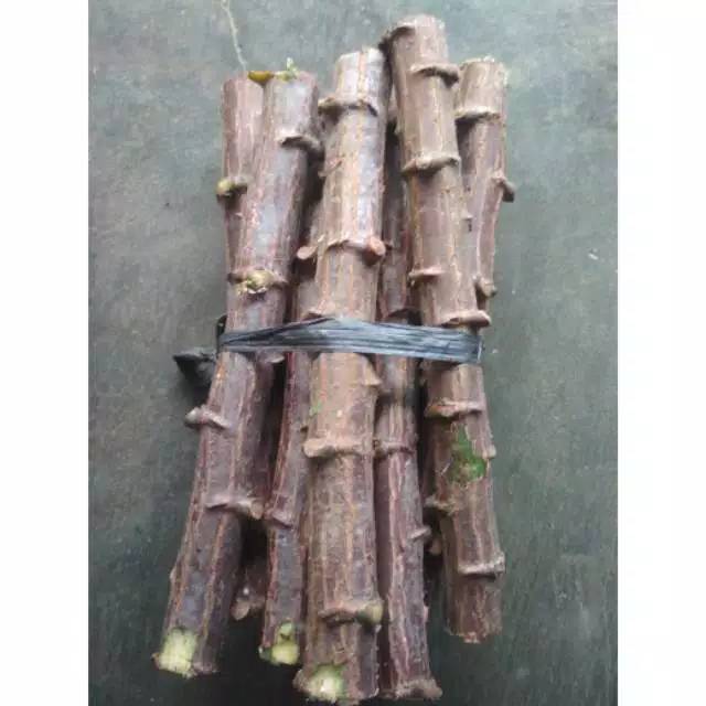 

Jual batang singkong - bibit singkong