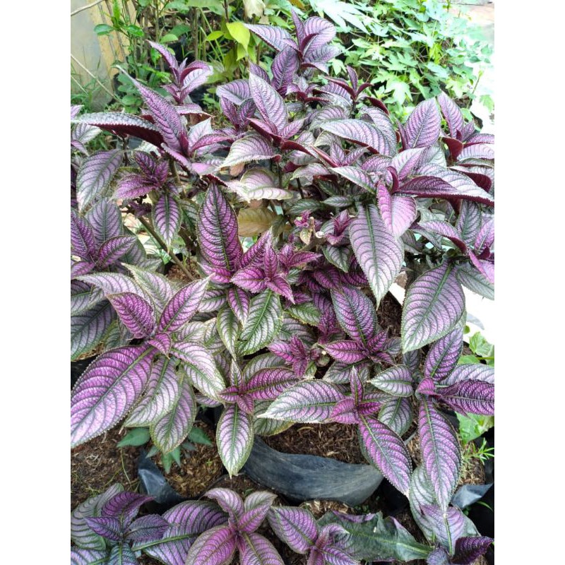 Tanaman Keji Beling Ungu Tanaman Herbal