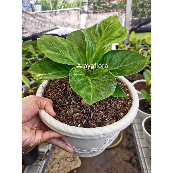 anthurium jemani mangkok variegata