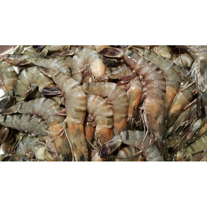 

Fresh Promo UDANG PANCET SEGAR - FRESH PANCET SHRIMP