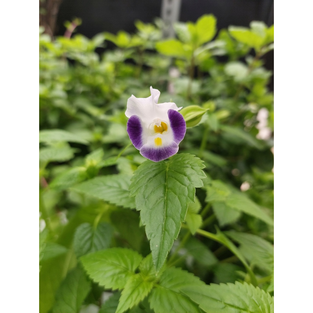 Harga Torenia Mata Kucing Hidup Terbaru November 2021  BigGo 