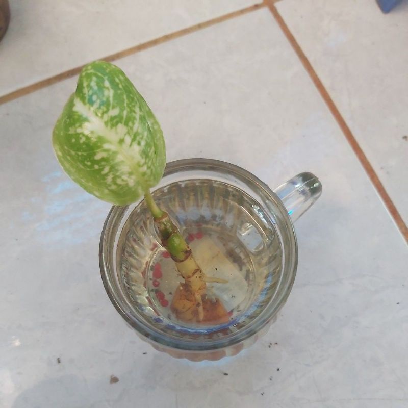 baby stardust orange