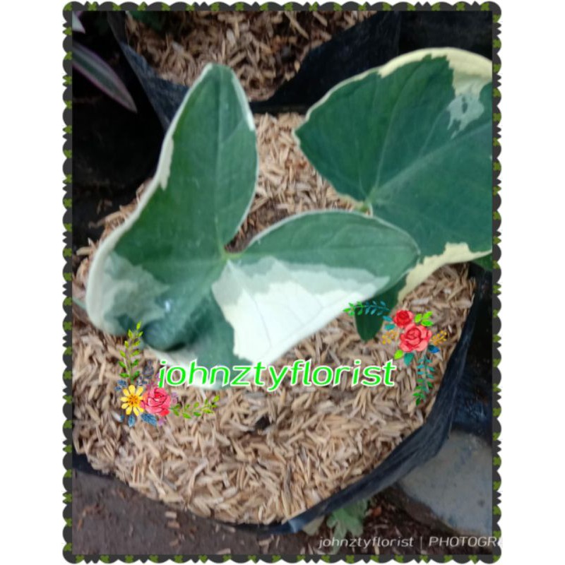 tanaman hias keladi tikus