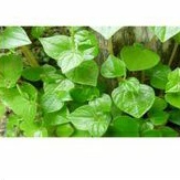 

daun sirih cina herbal fresh