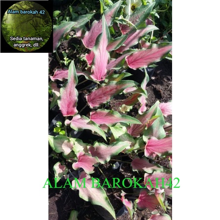 keladi keris dauntampil merah merona 3-4daunremaja