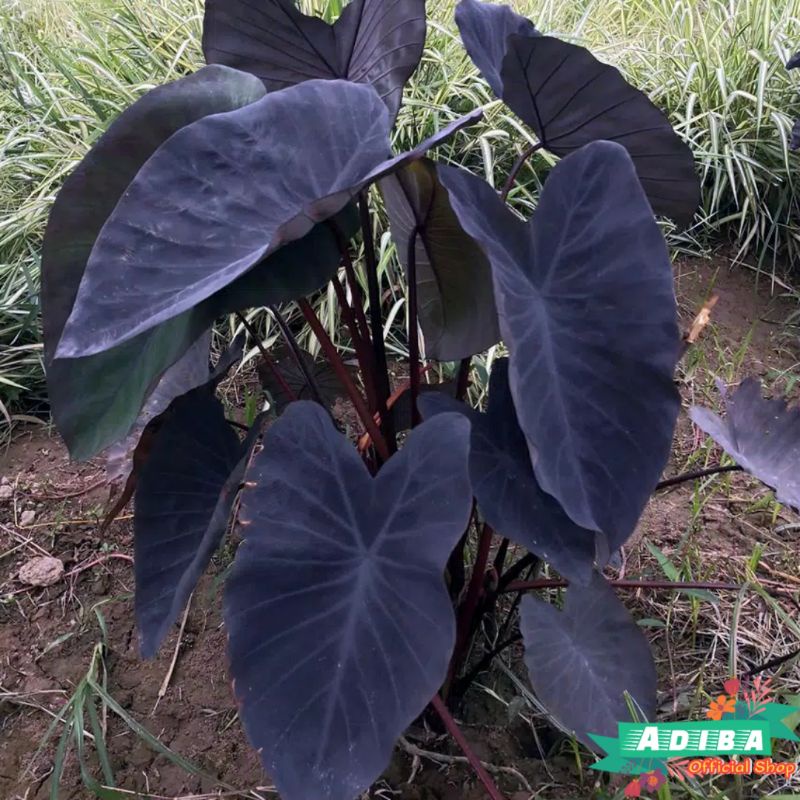 Keladi Black Pearl - Black Magic - Colocasia Black Pearl - Keladi daun Hitam murah