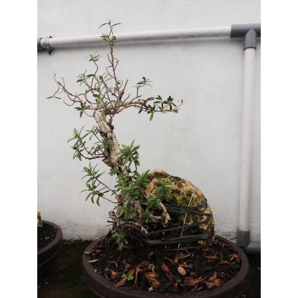 Bonsai Santigi on the rock