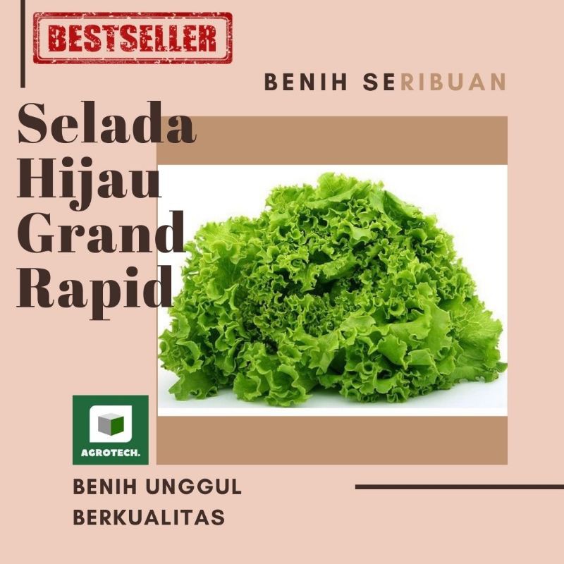 BENIH SELADA HIJAU GRAND RAPID REPACKNG ECER SERIBUAN