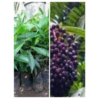 bibit genitri atau Jenitri