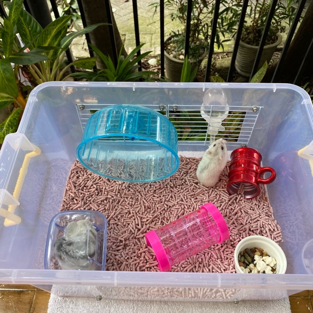 CLUMPET ALAS KANDANG HAMSTER / BEEDING BEDDING SOYA TOFU LITTER BERKUALITAS TINGGI FEZONE