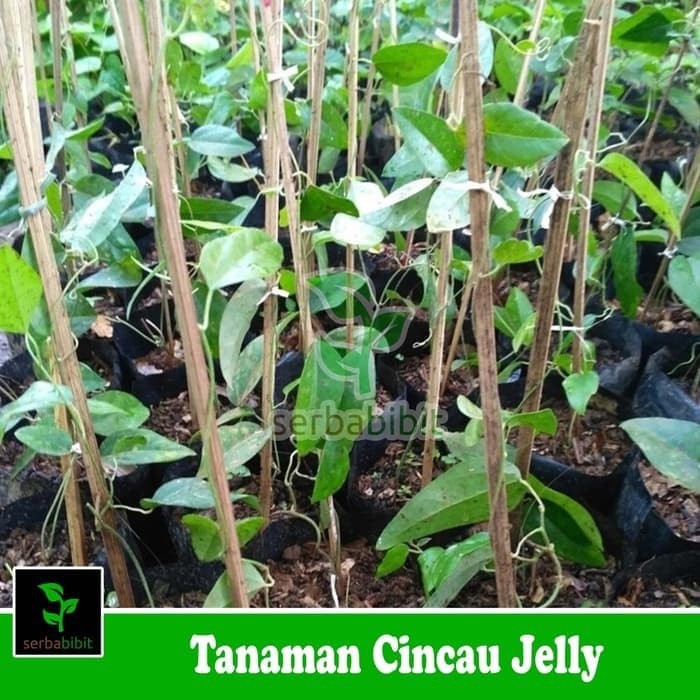tanaman herbal cincau jelly - pohon cincau jelly