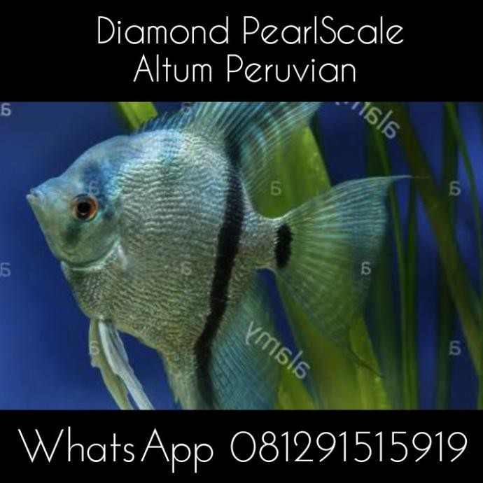 Terlaris Ikan Hias Manfish Diamon Pearlscale Altum Peruvian Angelfish Aquascape